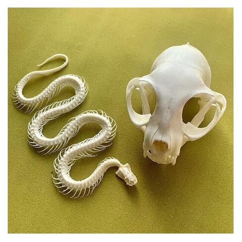 Taxidermy Skull Collection, 2pcs Real Snake Bones and Cat Skull, Skull Decoration for Home, Specimen Collectibles Study, Special Gifts in Saudi Arabia