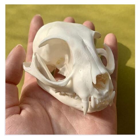 Taxidermy Skull Collection, 2pcs Real Snake Bones and Cat Skull, Skull Decoration for Home, Specimen Collectibles Study, Special Gifts in Saudi Arabia