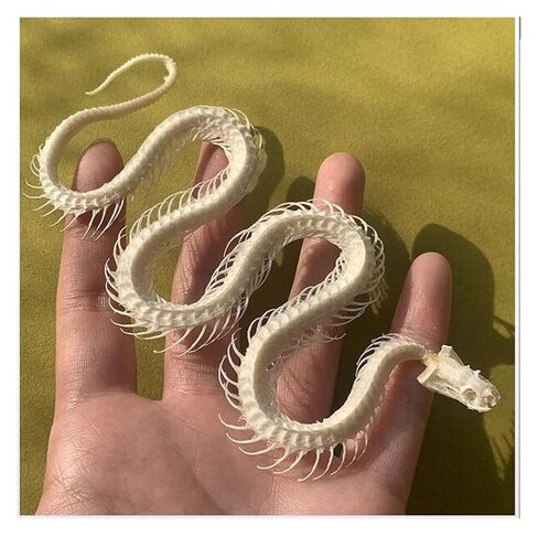 Taxidermy Skull Collection, 2pcs Real Snake Bones and Cat Skull, Skull Decoration for Home, Specimen Collectibles Study, Special Gifts in Saudi Arabia
