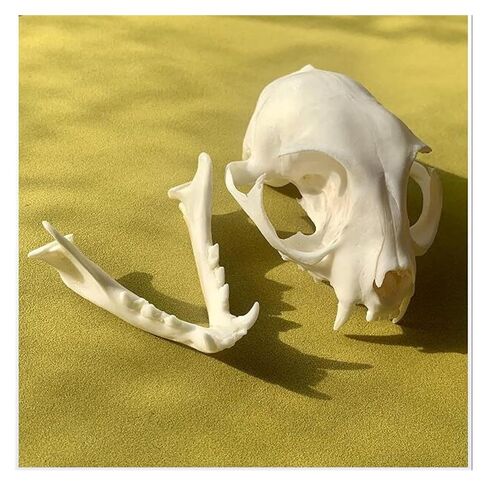 Taxidermy Skull Collection, 2pcs Real Snake Bones and Cat Skull, Skull Decoration for Home, Specimen Collectibles Study, Special Gifts in Saudi Arabia