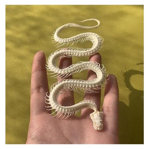 Taxidermy Skull Collection, 2pcs Real Snake Bones and Cat Skull, Skull Decoration for Home, Specimen Collectibles Study, Special Gifts in Saudi Arabia