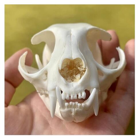 Taxidermy Skull Collection, 2pcs Real Snake Bones and Cat Skull, Skull Decoration for Home, Specimen Collectibles Study, Special Gifts in Saudi Arabia