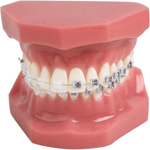 Teeth Orthodontics Dental Demonstration Model, Teach Study Tools with Metal and Ceramic Stand in Saudi Arabia