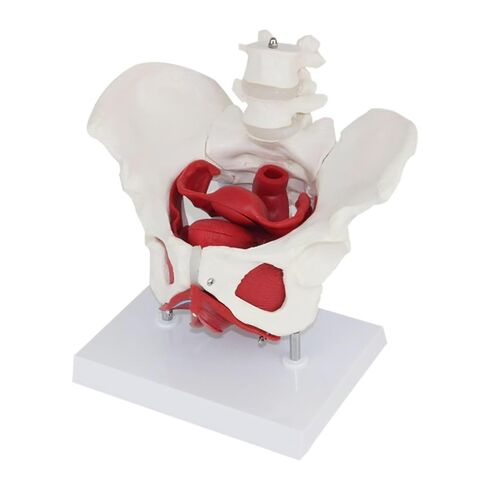 Anatomical Female Pelvis Pubic and Removable Organs Pelvic Floor Muscles Model, Anatomical Lab Supplies in Saudi Arabia
