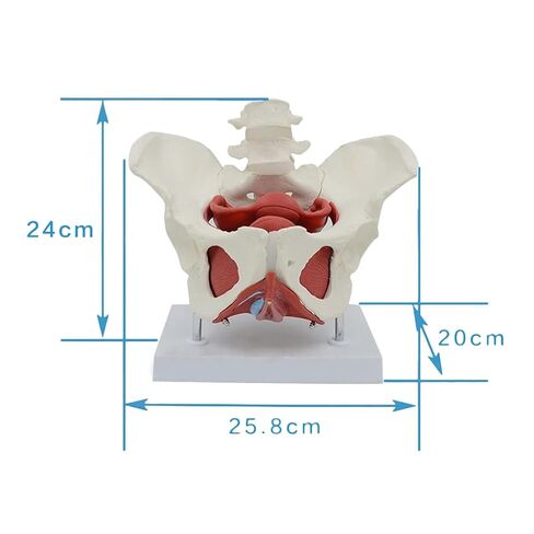 Anatomical Female Pelvis Pubic and Removable Organs Pelvic Floor Muscles Model, Anatomical Lab Supplies in Saudi Arabia
