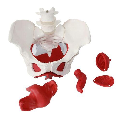 Anatomical Female Pelvis Pubic and Removable Organs Pelvic Floor Muscles Model, Anatomical Lab Supplies in Saudi Arabia