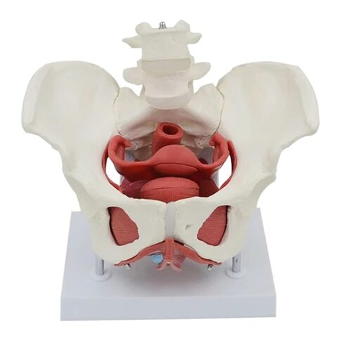 Anatomical Female Pelvis Pubic and Removable Organs Pelvic Floor Muscles Model, Anatomical Lab Supplies in Saudi Arabia