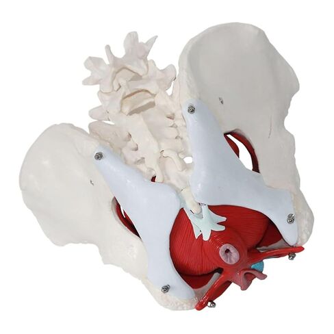 Anatomical Female Pelvis Pubic and Removable Organs Pelvic Floor Muscles Model, Anatomical Lab Supplies in Saudi Arabia