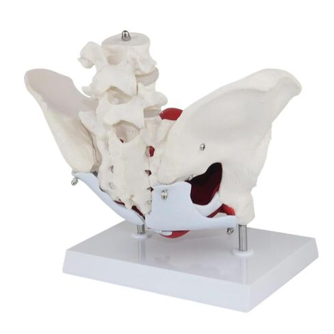 Anatomical Female Pelvis Pubic and Removable Organs Pelvic Floor Muscles Model, Anatomical Lab Supplies in Saudi Arabia