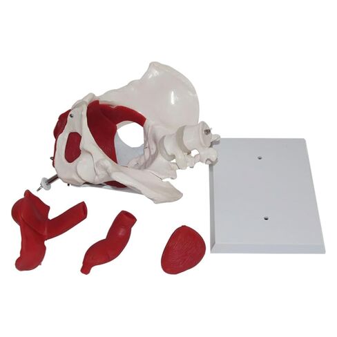 Anatomical Female Pelvis Pubic and Removable Organs Pelvic Floor Muscles Model, Anatomical Lab Supplies in Saudi Arabia