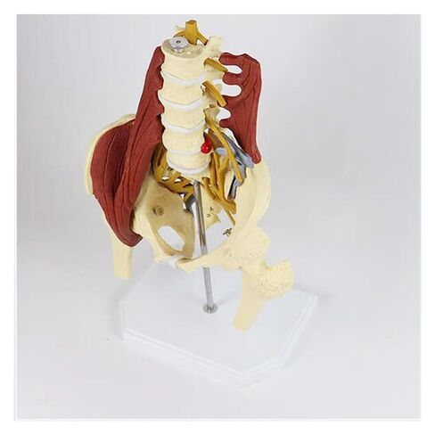 Female Pelvis Model with Pelvic Floor Muscle Anatomy Model, Lumbar Spine Bone Model, Life Size Adult Skeleton Anatomical Model in Saudi Arabia
