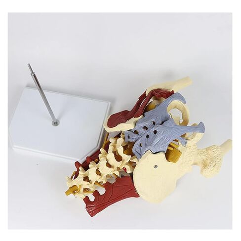 Female Pelvis Model with Pelvic Floor Muscle Anatomy Model, Lumbar Spine Bone Model, Life Size Adult Skeleton Anatomical Model in Saudi Arabia