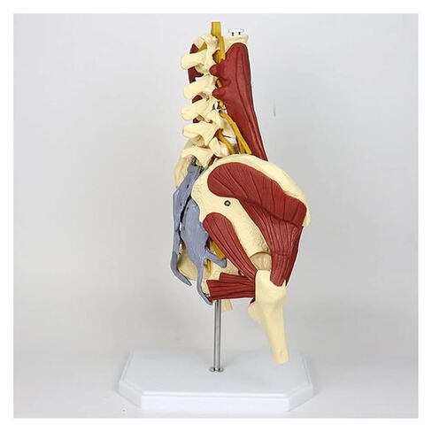 Female Pelvis Model with Pelvic Floor Muscle Anatomy Model, Lumbar Spine Bone Model, Life Size Adult Skeleton Anatomical Model in Saudi Arabia