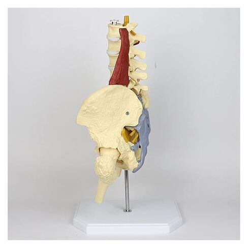 Female Pelvis Model with Pelvic Floor Muscle Anatomy Model, Lumbar Spine Bone Model, Life Size Adult Skeleton Anatomical Model in Saudi Arabia
