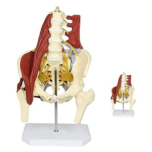 Female Pelvis Model with Pelvic Floor Muscle Anatomy Model, Lumbar Spine Bone Model, Life Size Adult Skeleton Anatomical Model in Saudi Arabia