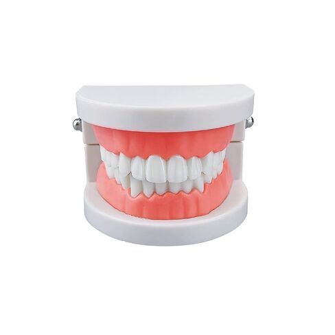 Standard Teeth Model, YOUYA DENTAL Kids Dental Teeth Teaching Brushing Model Teeth Study Supplies Adults Standard Typodont Demonstration Teeth Model (No Wisdom Teeth) in Kuwait