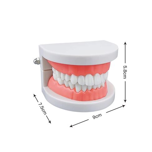 Standard Teeth Model, YOUYA DENTAL Kids Dental Teeth Teaching Brushing Model Teeth Study Supplies Adults Standard Typodont Demonstration Teeth Model (No Wisdom Teeth) in Kuwait