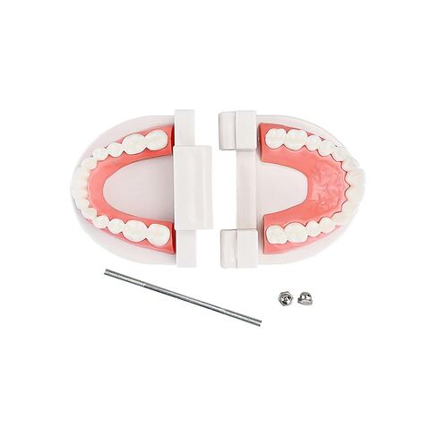 Standard Teeth Model, YOUYA DENTAL Kids Dental Teeth Teaching Brushing Model Teeth Study Supplies Adults Standard Typodont Demonstration Teeth Model (No Wisdom Teeth) in Kuwait
