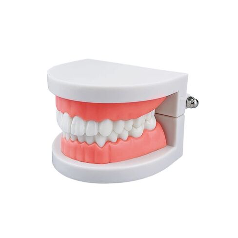 Standard Teeth Model, YOUYA DENTAL Kids Dental Teeth Teaching Brushing Model Teeth Study Supplies Adults Standard Typodont Demonstration Teeth Model (No Wisdom Teeth) in Kuwait