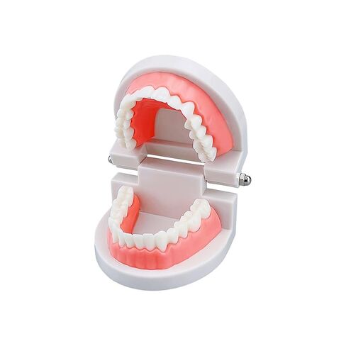 Standard Teeth Model, YOUYA DENTAL Kids Dental Teeth Teaching Brushing Model Teeth Study Supplies Adults Standard Typodont Demonstration Teeth Model (No Wisdom Teeth) in Kuwait