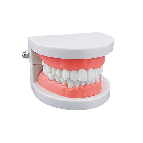 Standard Teeth Model, YOUYA DENTAL Kids Dental Teeth Teaching Brushing Model Teeth Study Supplies Adults Standard Typodont Demonstration Teeth Model (No Wisdom Teeth) in Kuwait