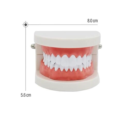 Standard Teeth Model, YOUYA DENTAL Kids Dental Teeth Teaching Brushing Model Teeth Study Supplies Adults Standard Typodont Demonstration Teeth Model (No Wisdom Teeth) in Kuwait