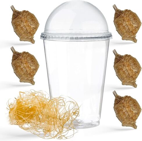 Praying Mantis Ootheca Egg Case with Hatching Habitat Cup (One Egg Case) - Stem Education, Comes with a Transparent Habitat Cup, Egg Case Produces Approximately up to 400 Baby Nymphs (T Sinensis) in Saudi Arabia