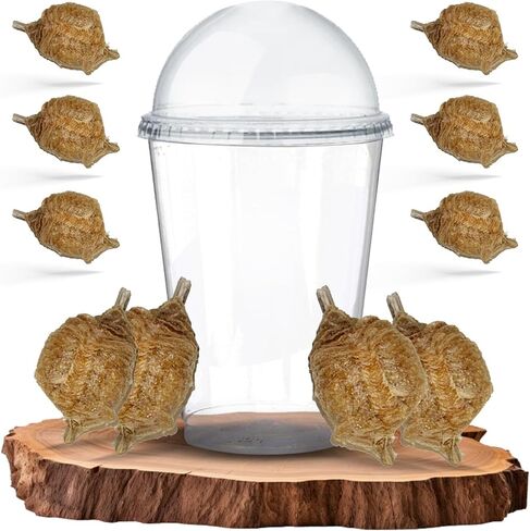 Praying Mantis Ootheca Egg Case with Hatching Habitat Cup (One Egg Case) - Stem Education, Comes with a Transparent Habitat Cup, Egg Case Produces Approximately up to 400 Baby Nymphs (T Sinensis) in Saudi Arabia