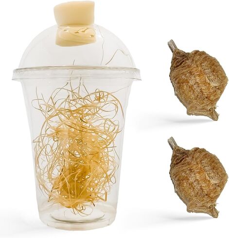 Praying Mantis Ootheca Egg Case with Hatching Habitat Cup (One Egg Case) - Stem Education, Comes with a Transparent Habitat Cup, Egg Case Produces Approximately up to 400 Baby Nymphs (T Sinensis) in Saudi Arabia