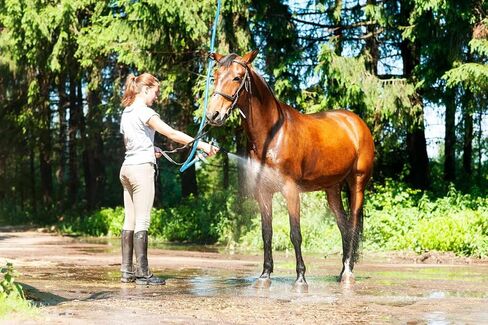 AG-LITE AL34150 3/4" x 150' Rubber Farm & Ranch Water Hose, Lightweight, 500 PSI, 50F to 190F Deg, Polyester Braided, Brass GHT Fittings, 4 Finger-Grip Bend Restrictor, Agriculture & Industrial Use in Saudi Arabia
