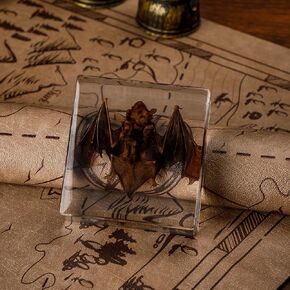 Taxidermy Scorpion Specimen in Resin – Real Preserved Insect Specimen, Oddities Collectible & Gothic Decor for Science Classroom, Unique Halloween, Christmas & Birthday Gift in Kuwait