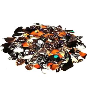 100Pcs Real Butterfly Specimens Natural Butterfly Wings DIY Jewelry Artwork Specimen Art Hand Craft(Random Mixed) in Kuwait
