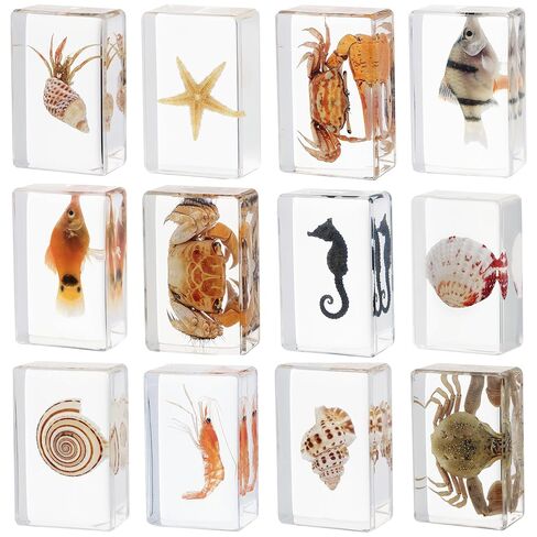 12 Pcs Real Ocean Animal & Insect Specimens in Resin - Educational Science Display Collection with 12 Unique Styles - Perfect for School Projects, Bug Collectors & Home Decor in Kuwait