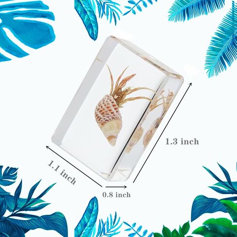 12 Pcs Real Ocean Animal & Insect Specimens in Resin - Educational Science Display Collection with 12 Unique Styles - Perfect for School Projects, Bug Collectors & Home Decor in Kuwait