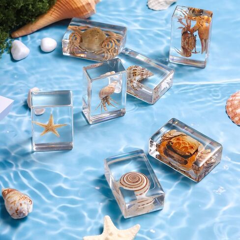 12 Pcs Real Ocean Animal & Insect Specimens in Resin - Educational Science Display Collection with 12 Unique Styles - Perfect for School Projects, Bug Collectors & Home Decor in Kuwait