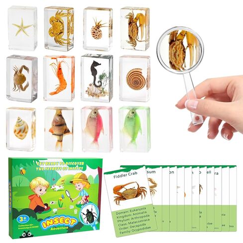 مجموعة عينات حشرات مكونة من 12 قطعة، تحنيط الحشرات الحقيقي في عينات الراتنج مع عدسة مكبرة وبطاقات معلومات، عينات حيوانات فريدة من نوعها لتعليم العلوم في الفصول الدراسية، حفظ الحشرات، الشذوذات، علم الأحياء in Kuwait