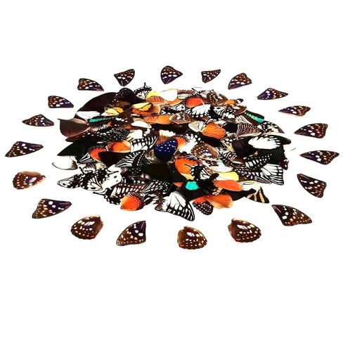 100Pcs Real Butterfly Specimens Natural Butterfly Wings DIY Jewelry Artwork Specimen Art Hand Craft(Random Mixed) in Kuwait