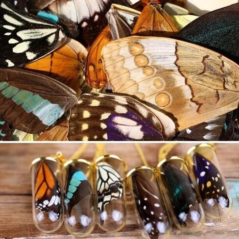 100Pcs Real Butterfly Specimens Natural Butterfly Wings DIY Jewelry Artwork Specimen Art Hand Craft(Random Mixed) in Kuwait