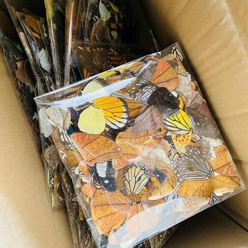100Pcs Real Butterfly Specimens Natural Butterfly Wings DIY Jewelry Artwork Specimen Art Hand Craft(Random Mixed) in Kuwait