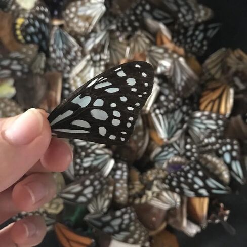 100Pcs Real Butterfly Specimens Natural Butterfly Wings DIY Jewelry Artwork Specimen Art Hand Craft(Random Mixed) in Kuwait