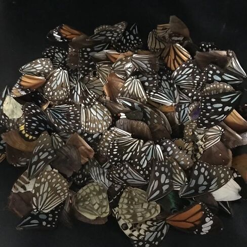 100Pcs Real Butterfly Specimens Natural Butterfly Wings DIY Jewelry Artwork Specimen Art Hand Craft(Random Mixed) in Kuwait