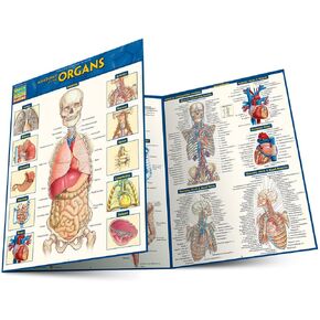 Anatomy of the Organs: QuickStudy Laminated Reference Guide (Quick Study Academic) in Kuwait