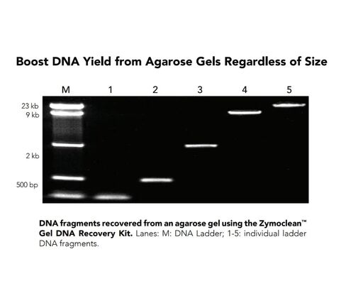 Zymo Research D4007 Zymoclean™ Gel DNA Recovery Kit (50 Preps) with Zymo-Spin™ IC Columns (Capped) in Saudi Arabia