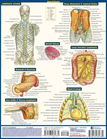 Anatomy of the Organs: QuickStudy Laminated Reference Guide (Quick Study Academic) in Kuwait
