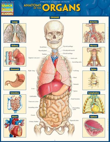Anatomy of the Organs: QuickStudy Laminated Reference Guide (Quick Study Academic) in Kuwait