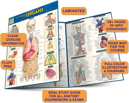 Anatomy of the Organs: QuickStudy Laminated Reference Guide (Quick Study Academic) in Kuwait