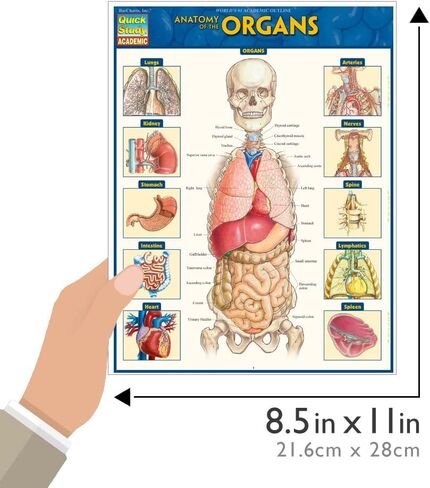 Anatomy of the Organs: QuickStudy Laminated Reference Guide (Quick Study Academic) in Kuwait