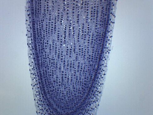 EISCO (Pack of 10) Allium Root Tip, Longitudinal Section - Prepared Microscope Slides - Classroom Pack, 10 Slides in Storage Case - Biology & Microscopy in Kuwait