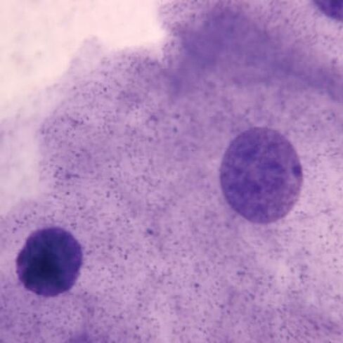 شريحة الخلية الحيوانية النموذجية، ث.م. in Kuwait