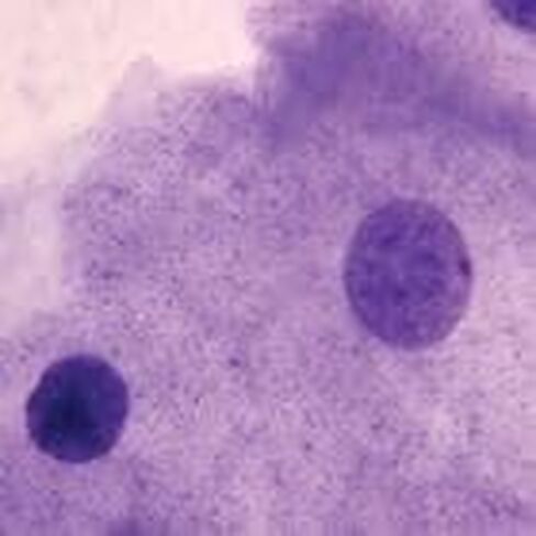 شريحة الخلية الحيوانية النموذجية، ث.م. in Kuwait